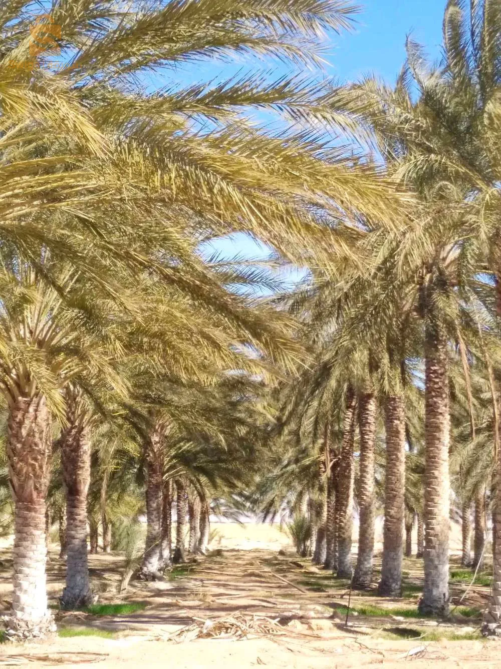 بيع ارض فلاحية