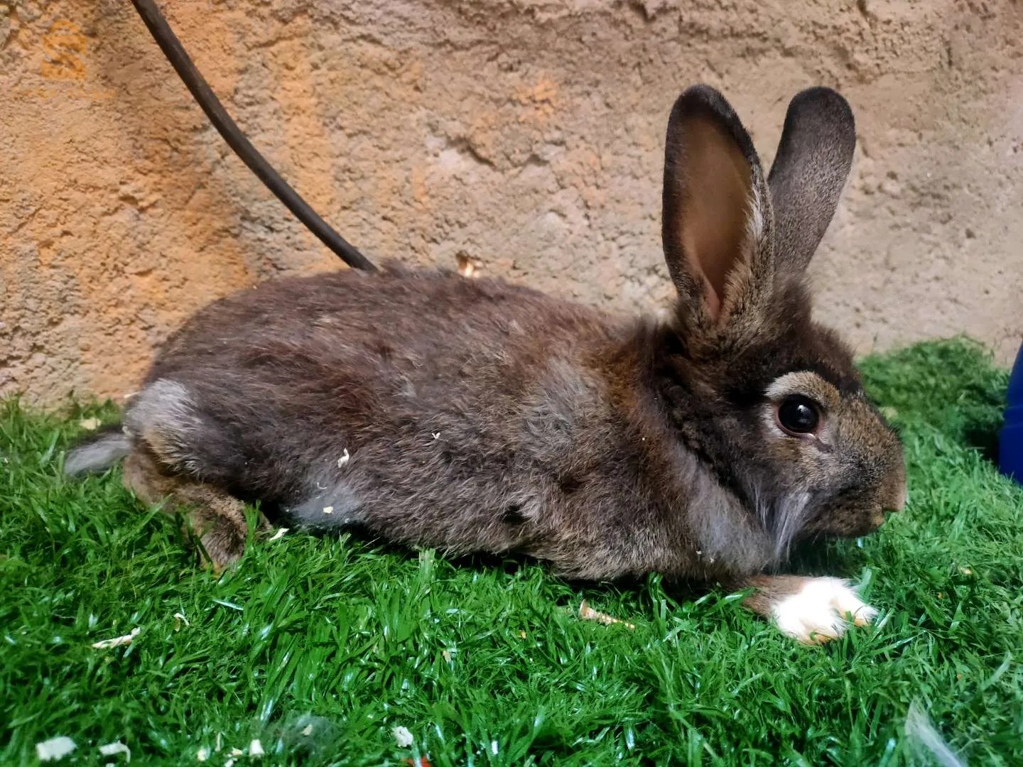 متوفر 5 إناث ارانب