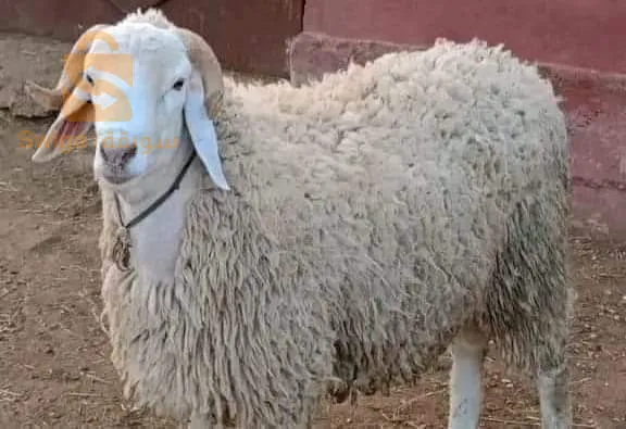 بلدية جليدة