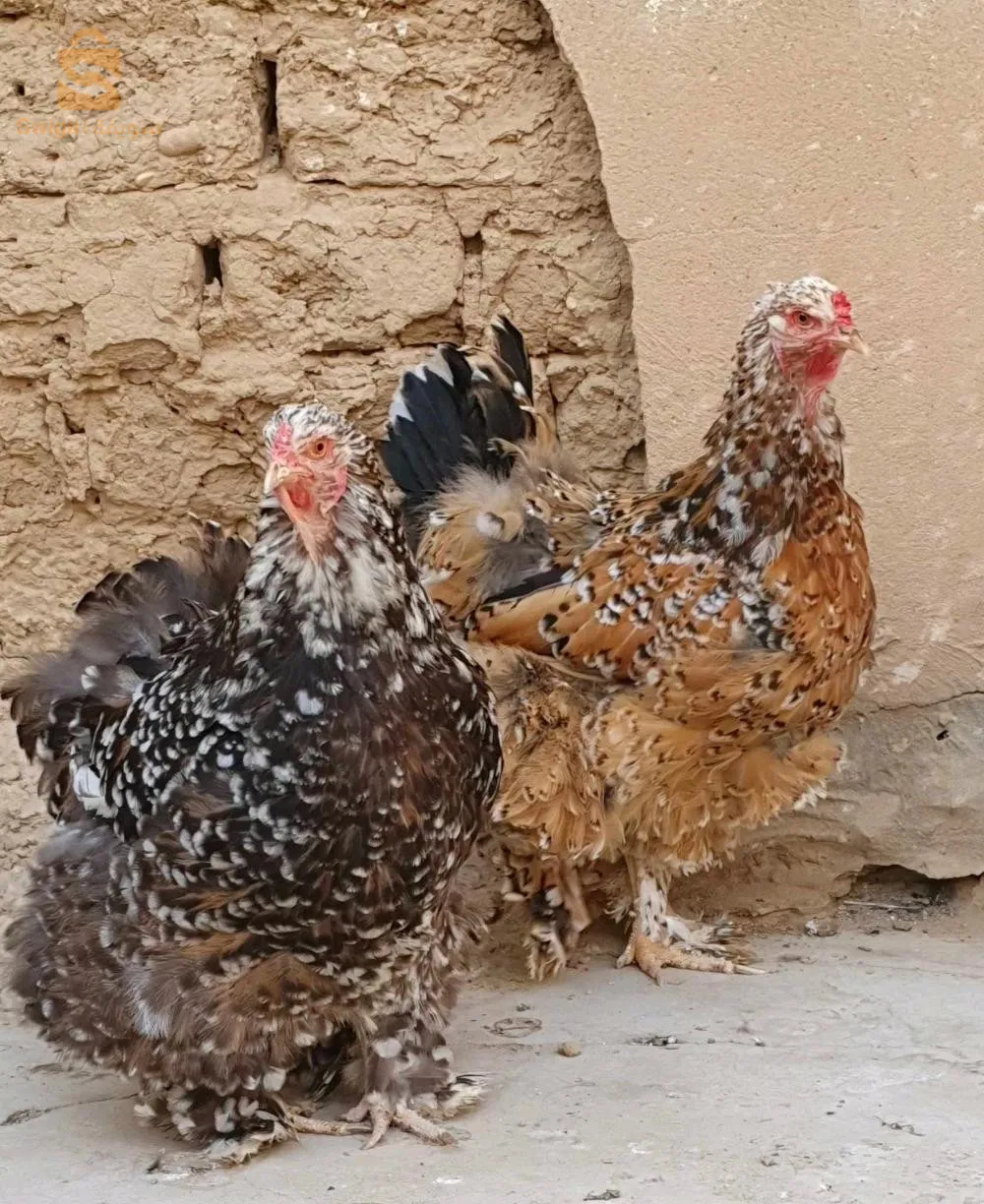 كواطرو ميل فلور