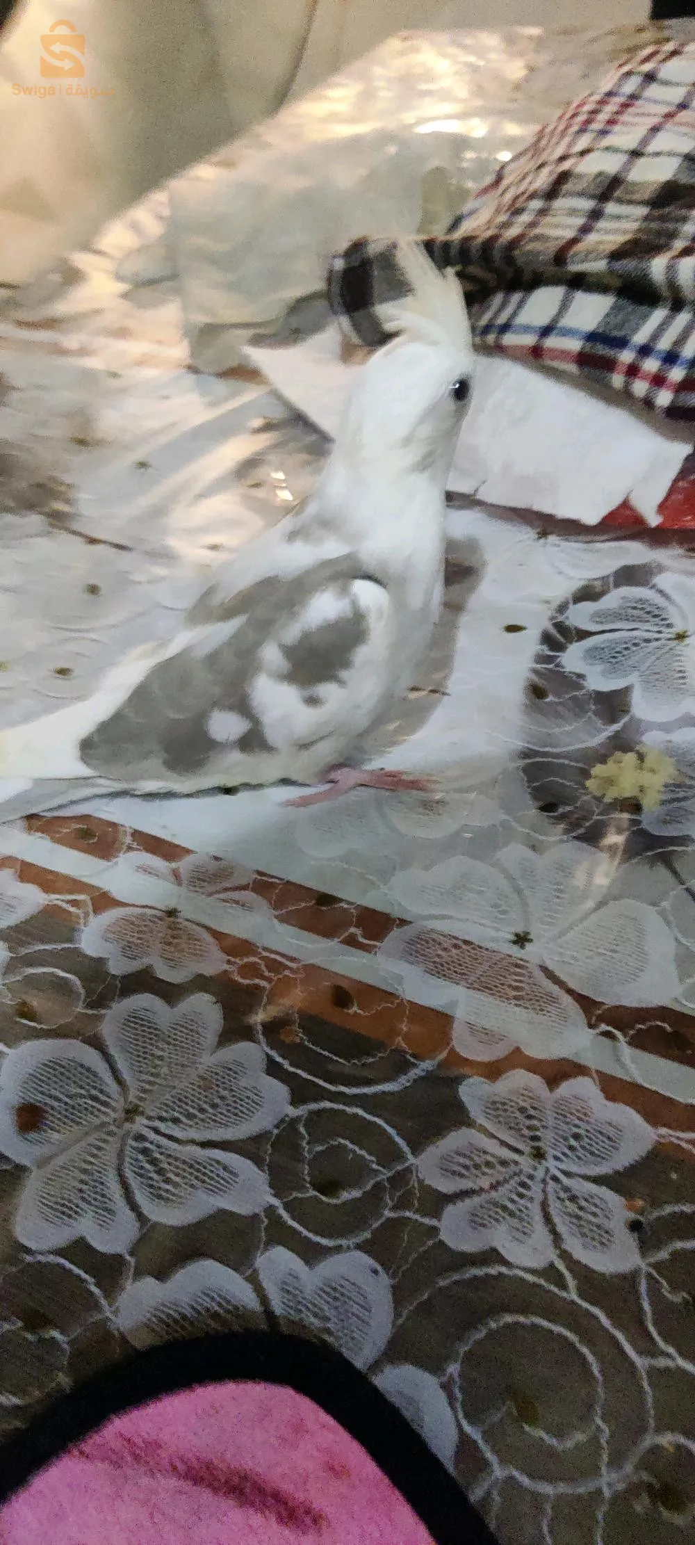 vendre mes calopsittes