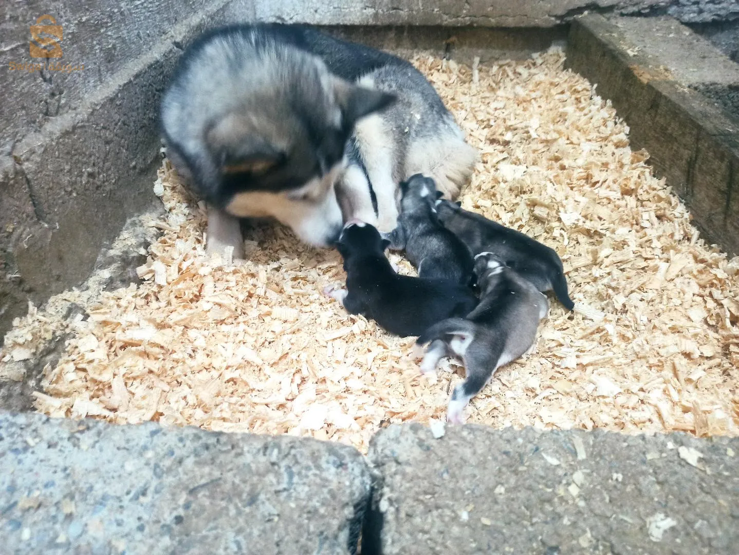 حي محمد بوضياف ولا هداج