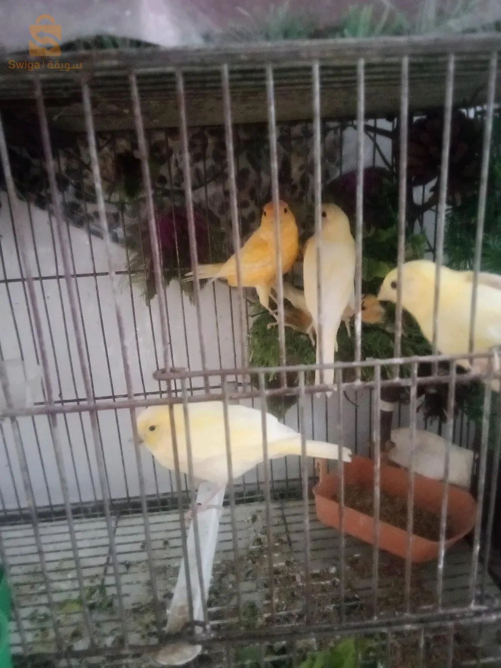 كناري مالينوا