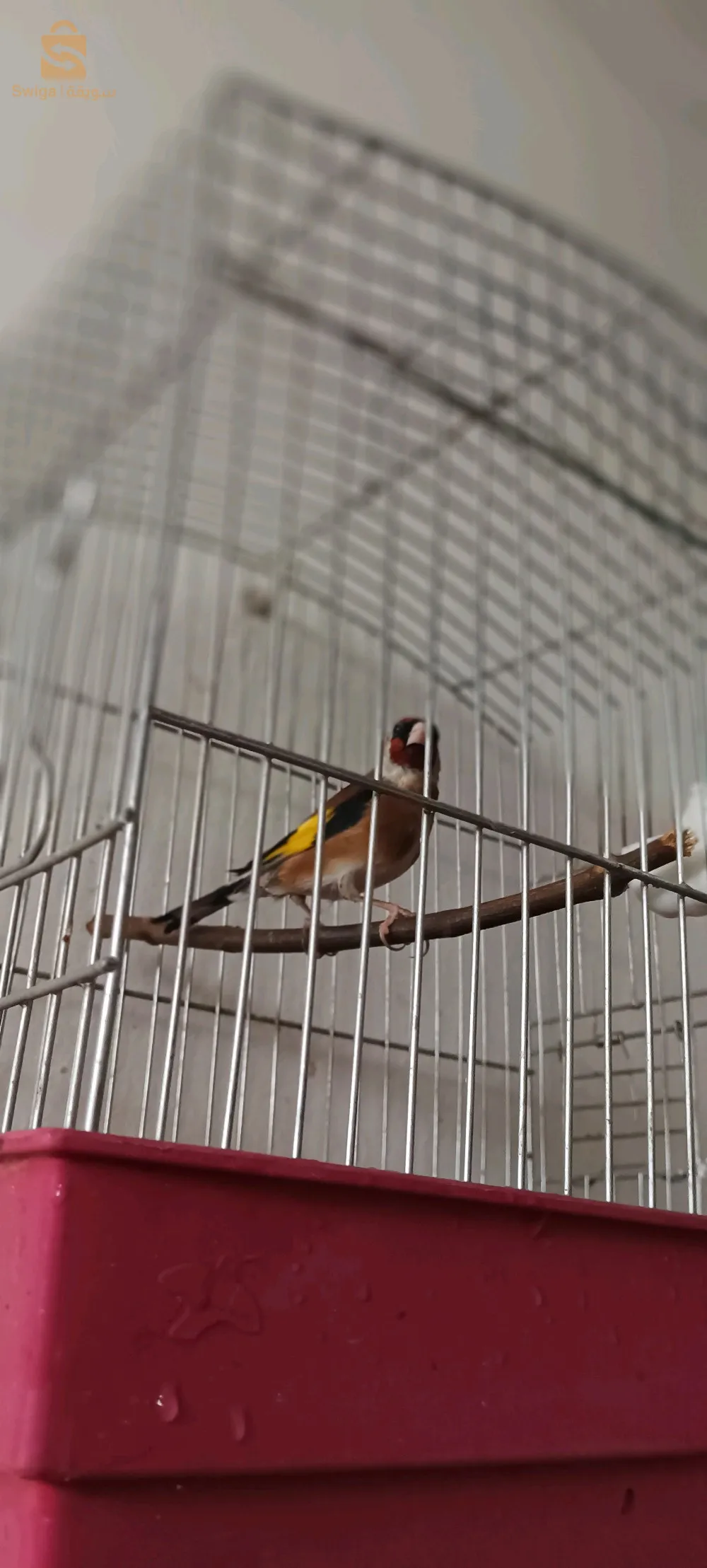 مقنين خلوي فيه شون شباب