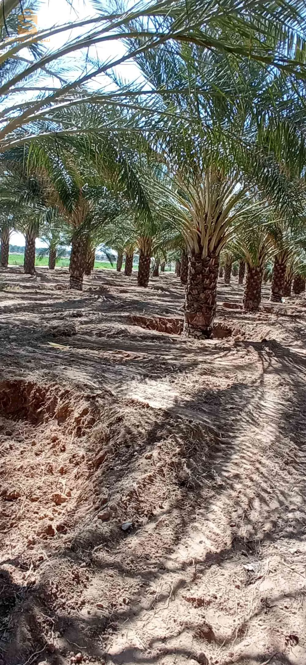 بلدية الدوسن ولاية أولاد جلال