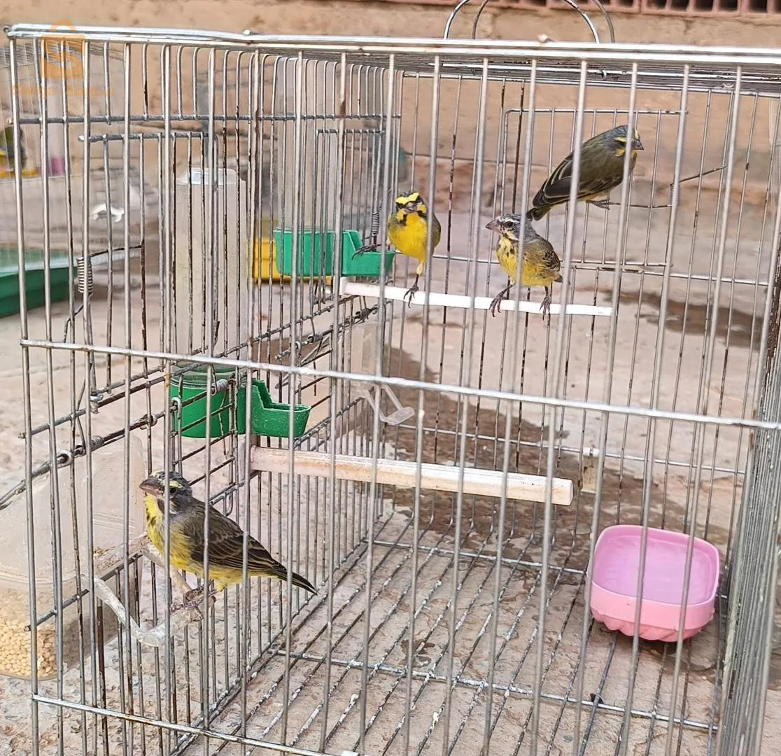 جملة او مفرق