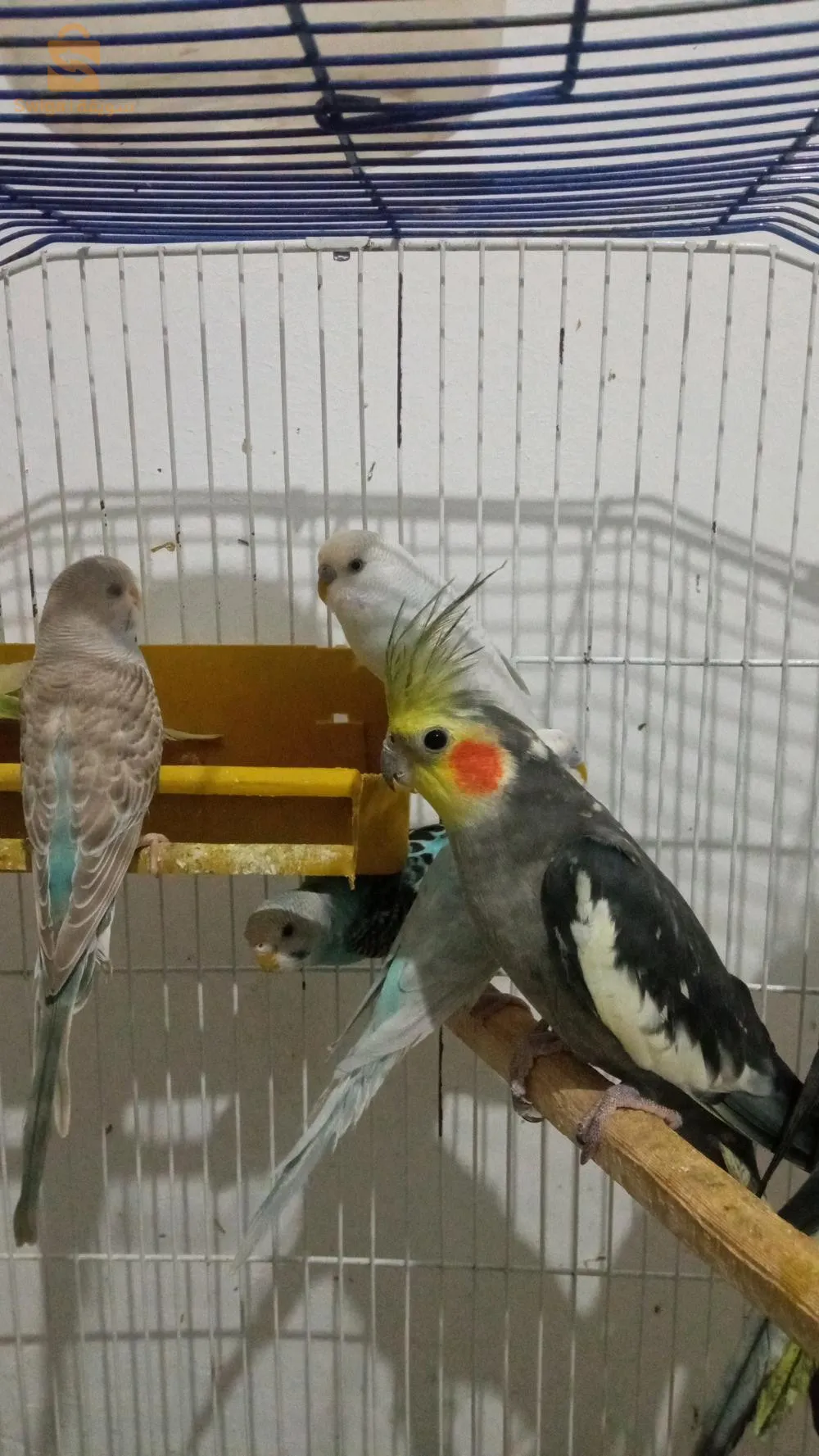 بيروش و كلوبسيت