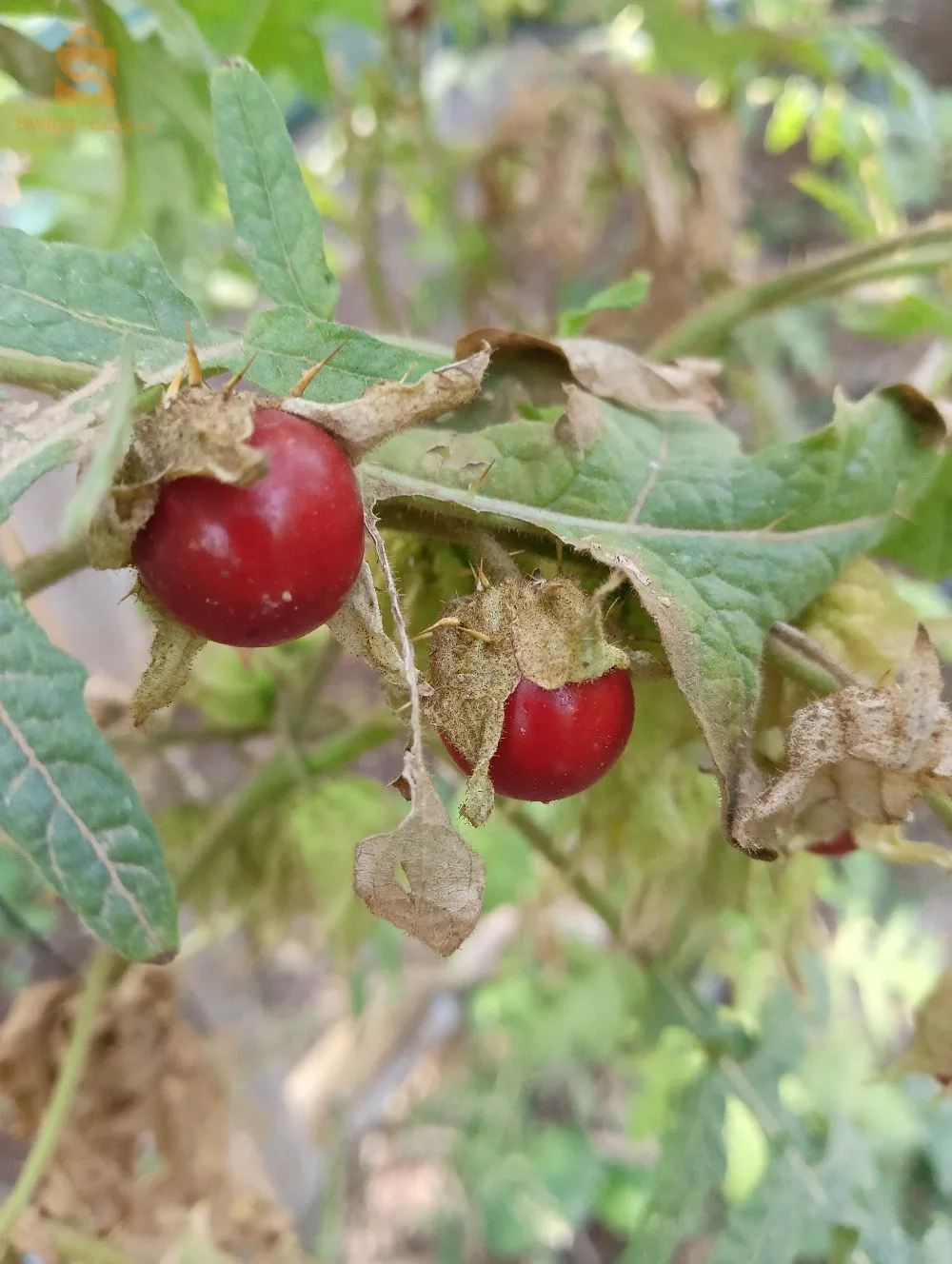 بذور طماطم ليتشي