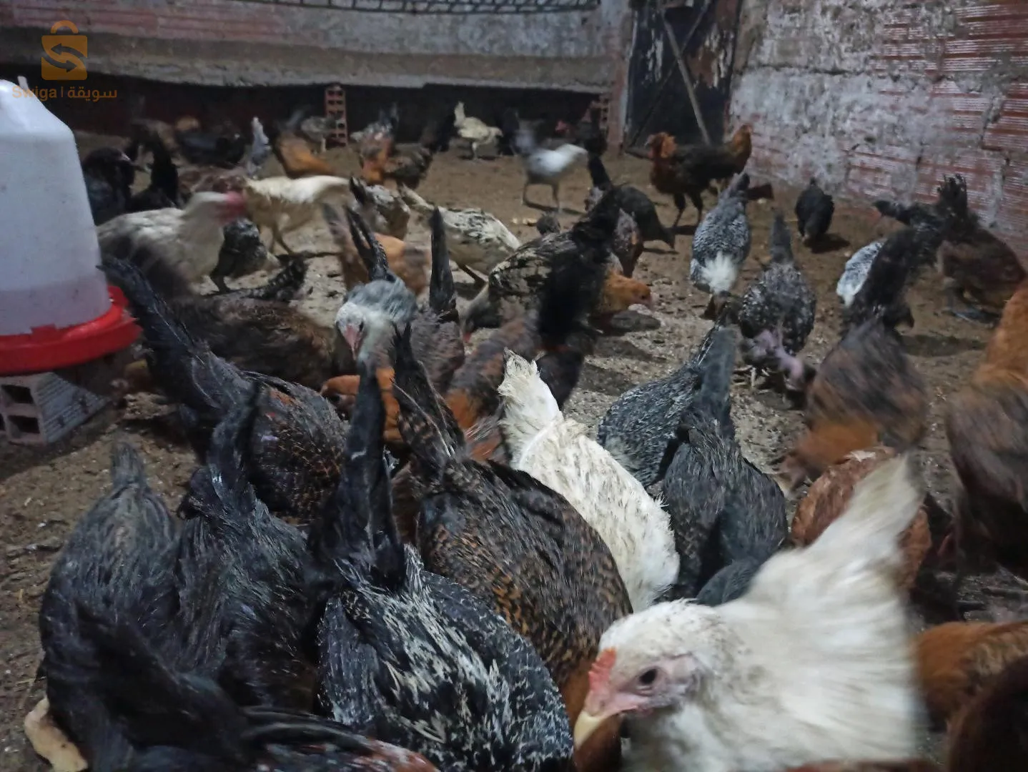 البليدة بني مراد