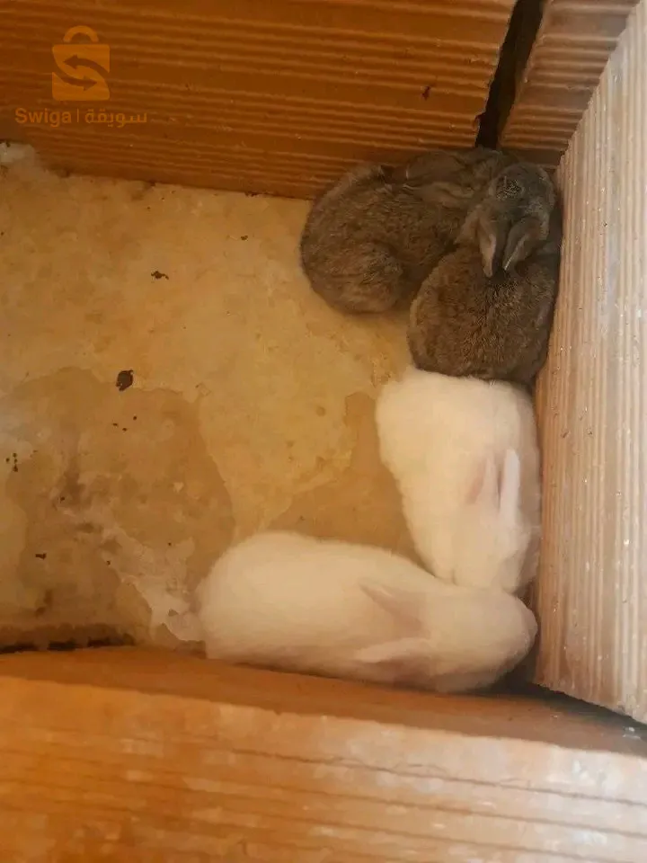 لارنب للبيع