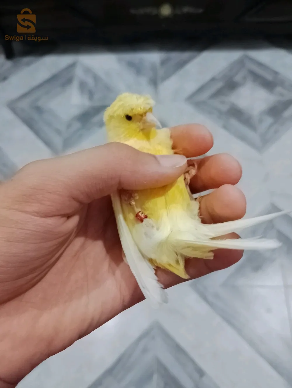 خاوتي هيبي فرخ مباڨي 24 عمرو 6 شهر و24يوم