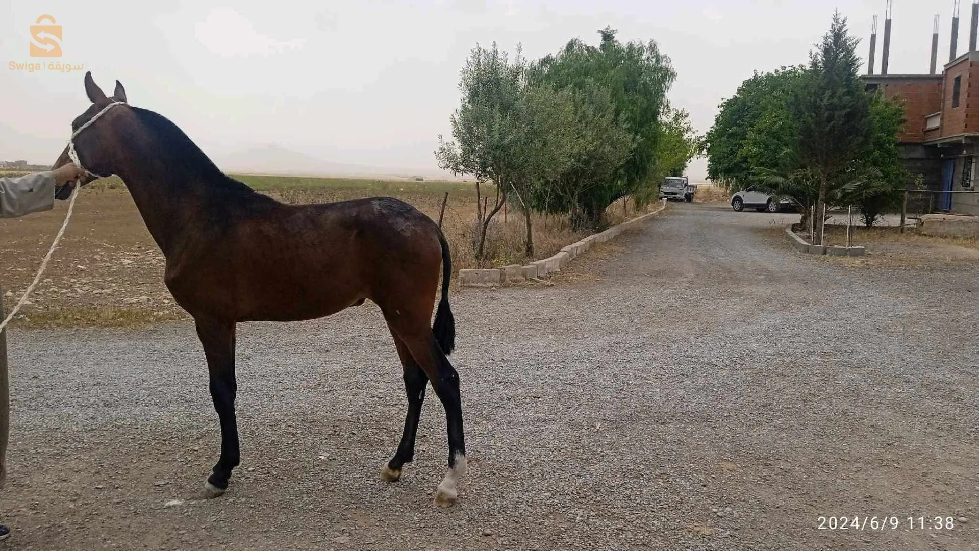 مهرا انجليزية دم صافي مشروع انتاجي رائع العمر تسعه اشهر 
مستقبل فرس رائع