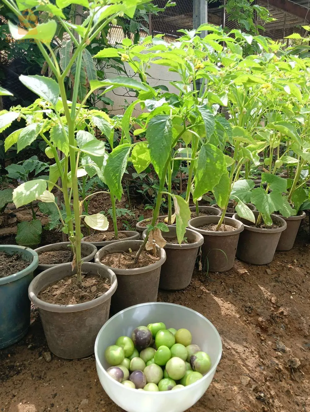 بذور الطماطم المكسكية الطبيعة