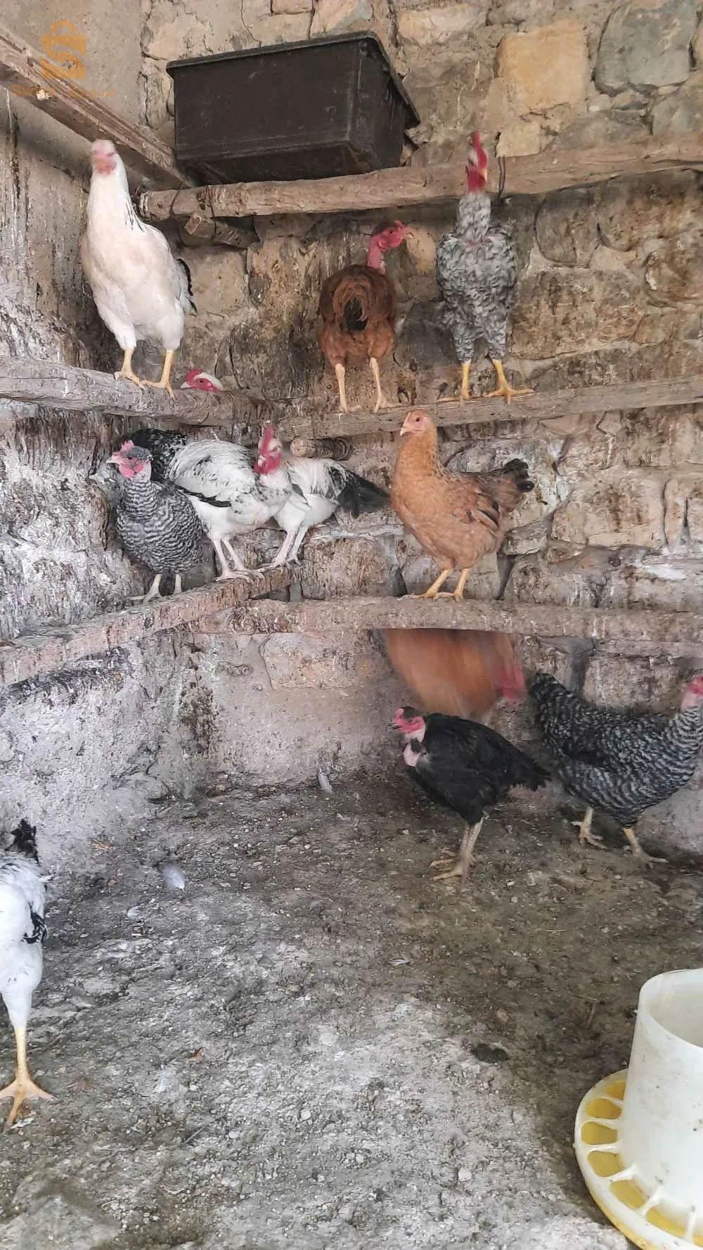 جنواز