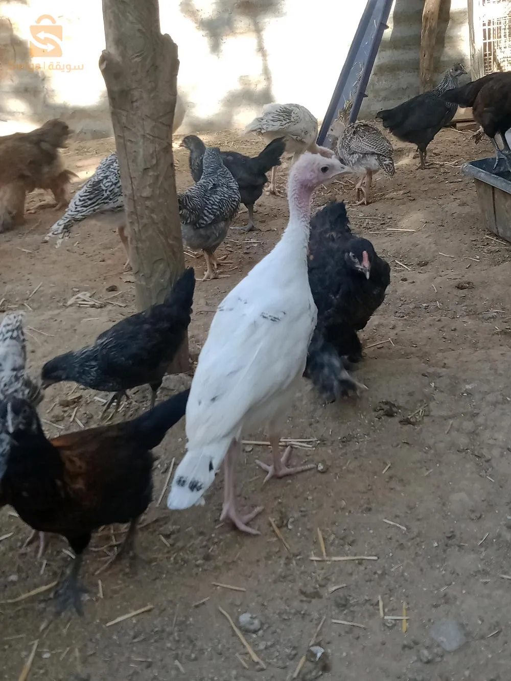 فلوس دند