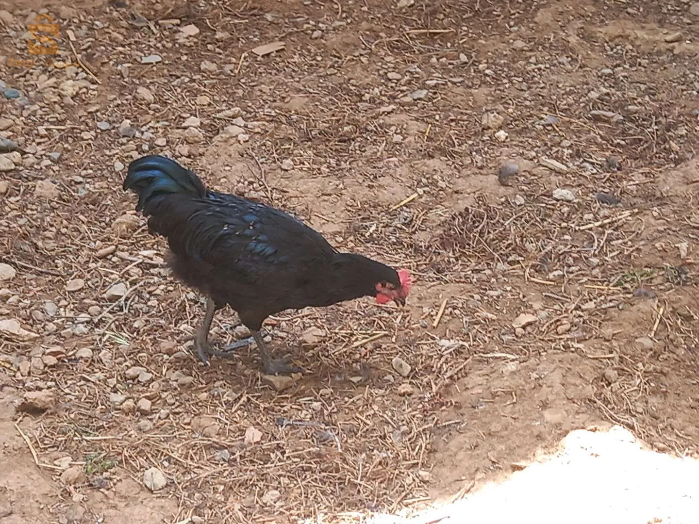 دجاج