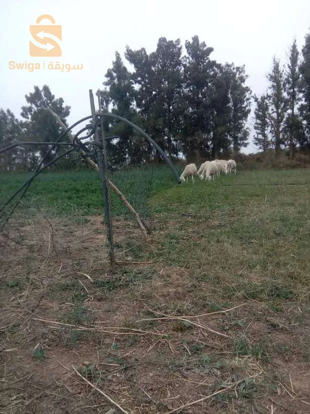 ارض فلاحية فيها 10 قطارات