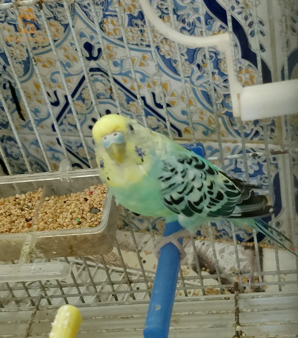 طير البيليش مطلوب بسعر 4000 DA