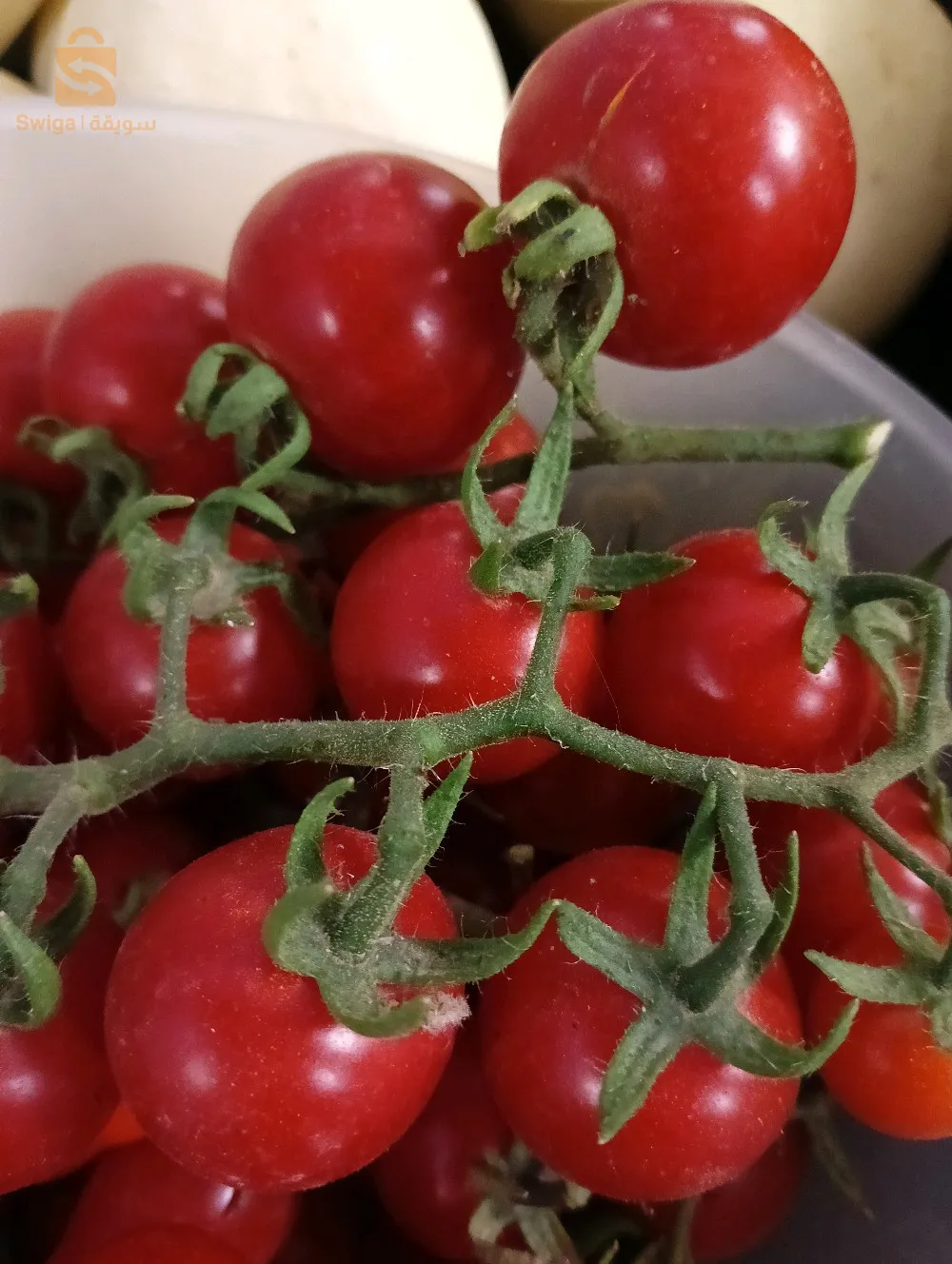بذور طماطم كرز