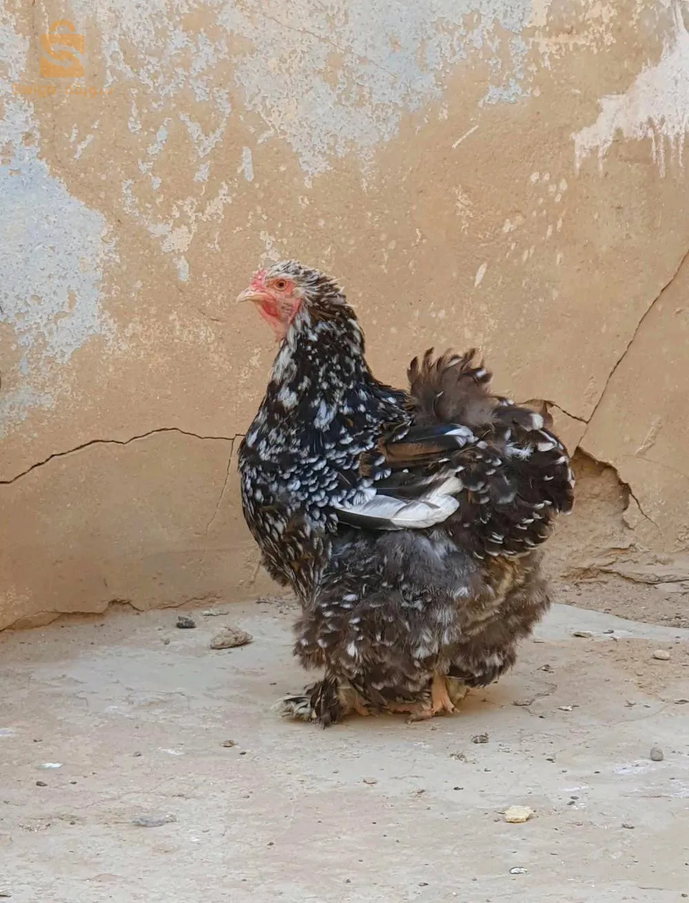 كواطرو ميل فلور