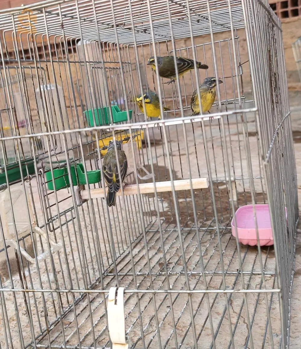 جملة او مفرق