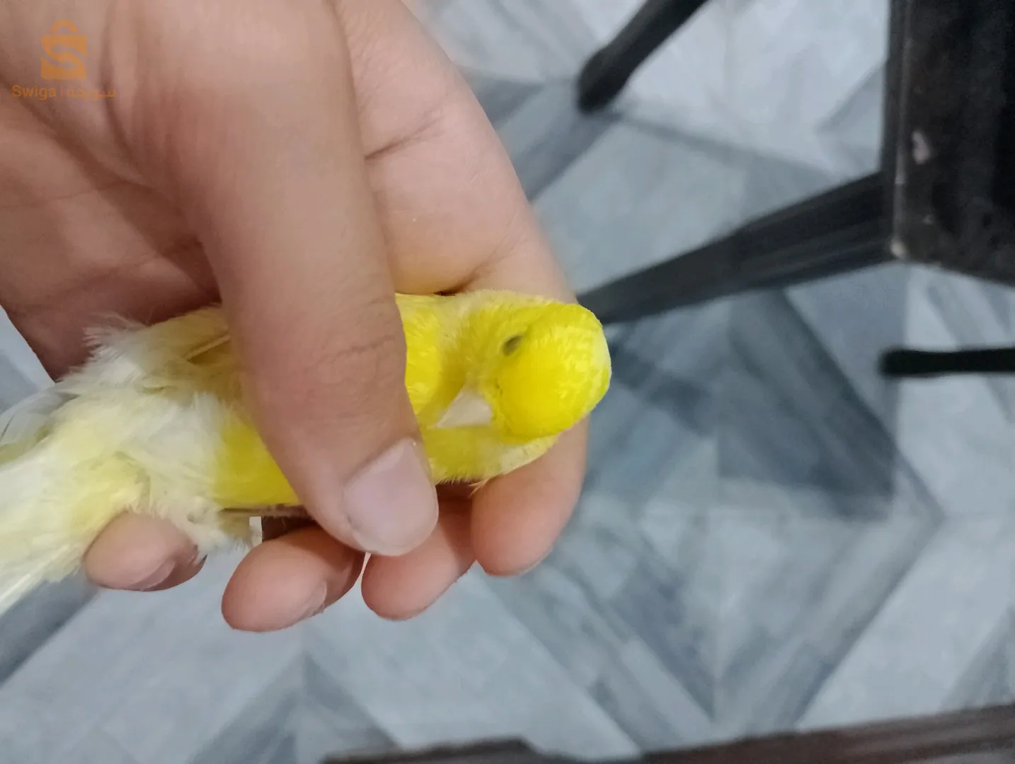 كناري سيترون واجد مكان القرية