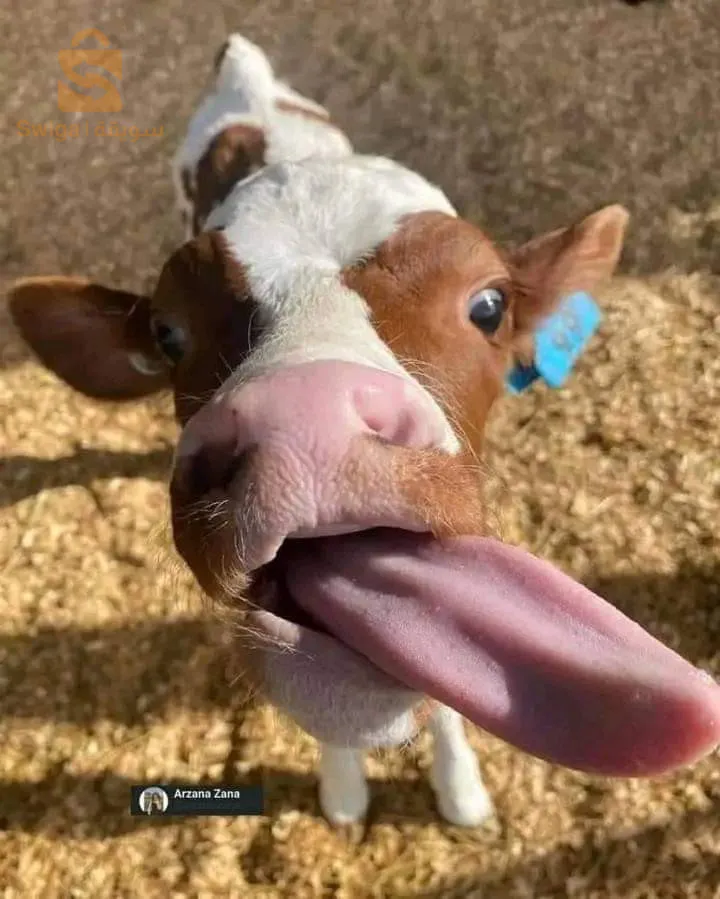 ايا لبتيخ في سبيل الله