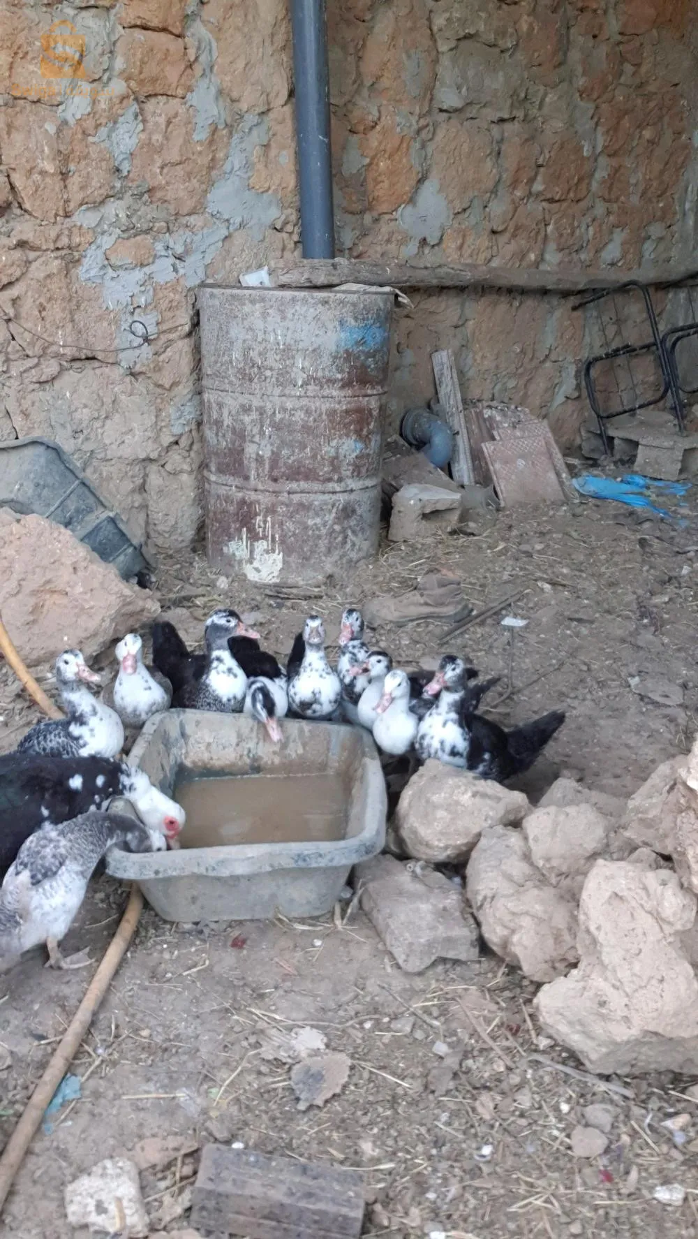 مجموعة بط ثلاث اشهر للبيع قابل للتفاوض 
0559027315