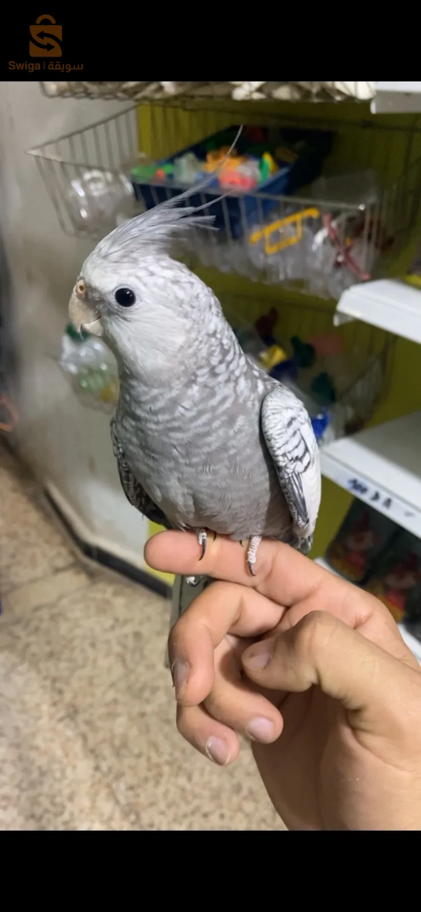 كوكتيل(كالوبسي)