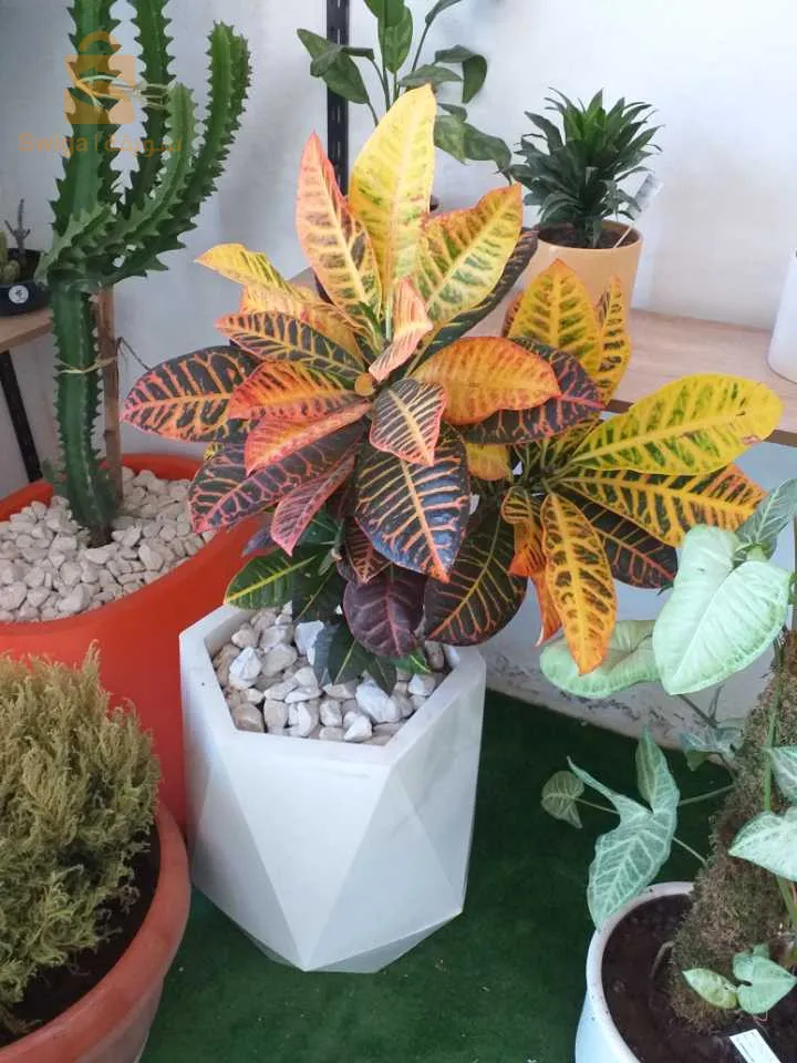 pot de fleur en polyéthylène et en résine pour décoration intérieur et extérieur محابس