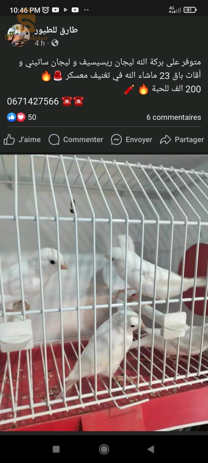 كناري لراس جاسب رسيسيف بورتور البينو روج المو لوتينو