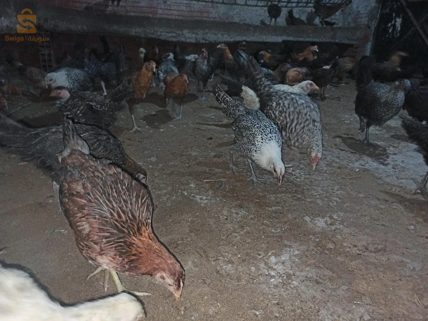 البليدة بني مراد