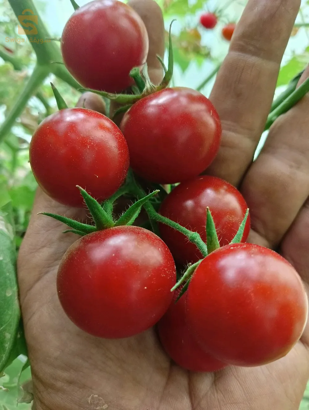 بذور طماطم كرز