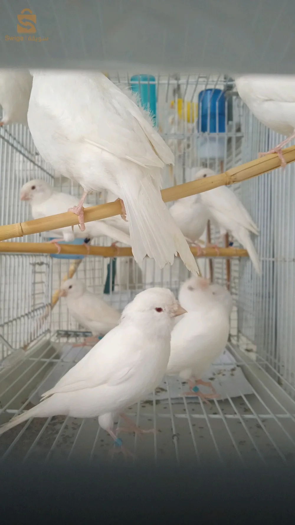 كناري لراس جاسب رسيسيف بورتور البينو روج المو لوتينو