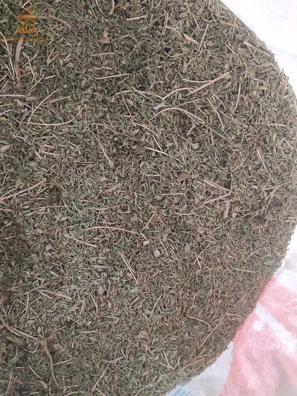 زعيترة جديدة  سلعة مشاء الله