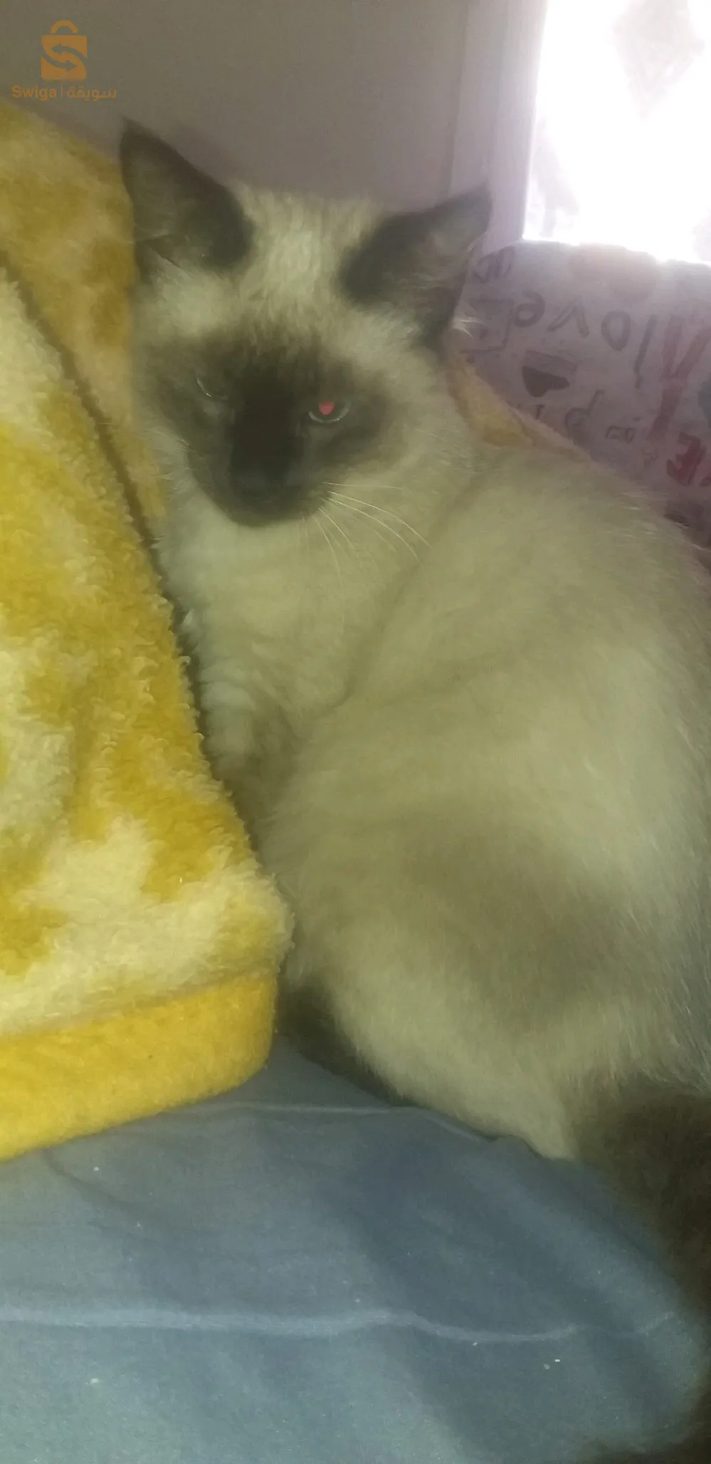 تبديل بطئر كالوبسيت انثى