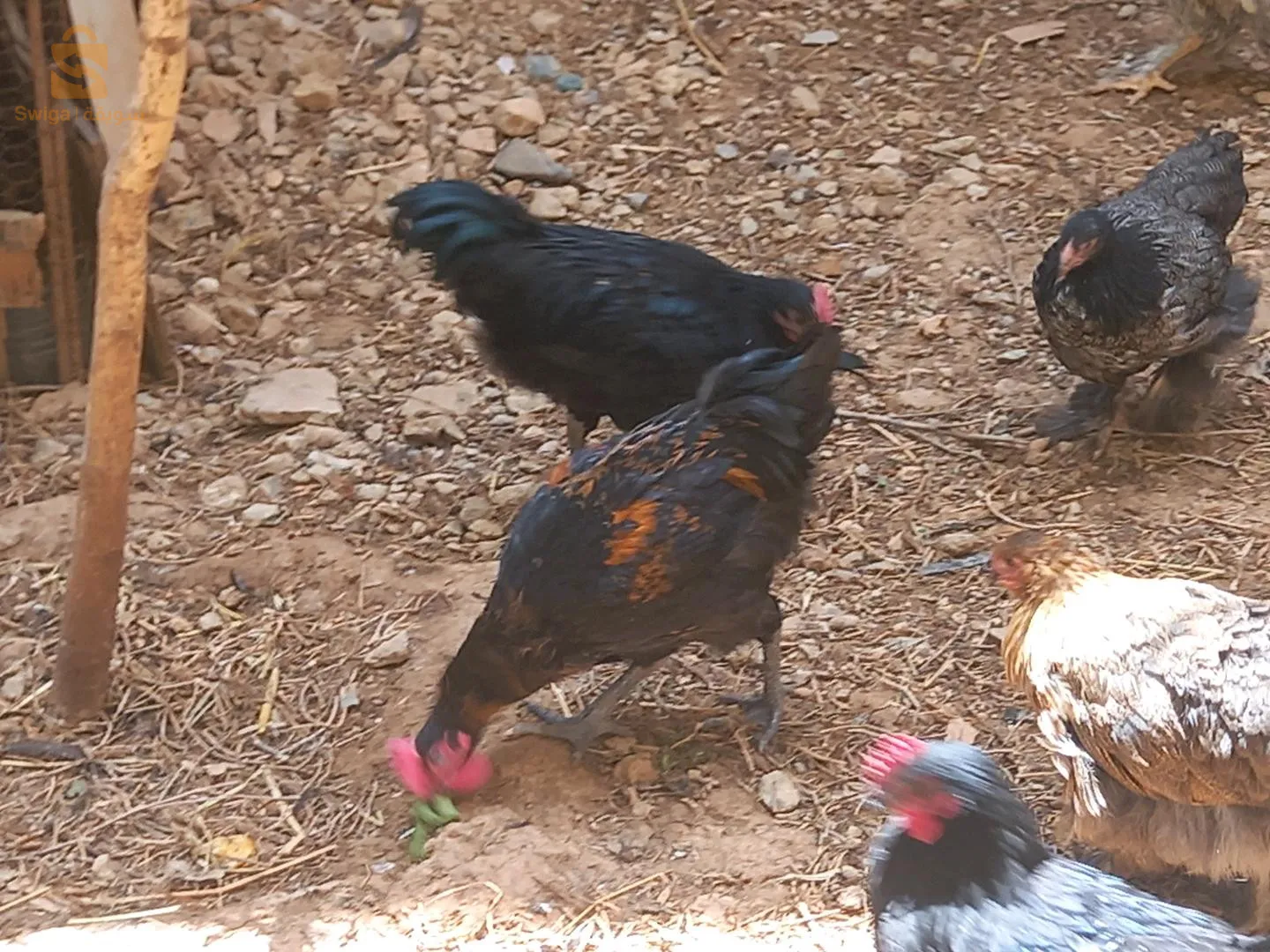 دجاج