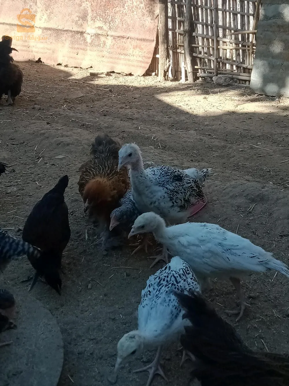 فلوس دند