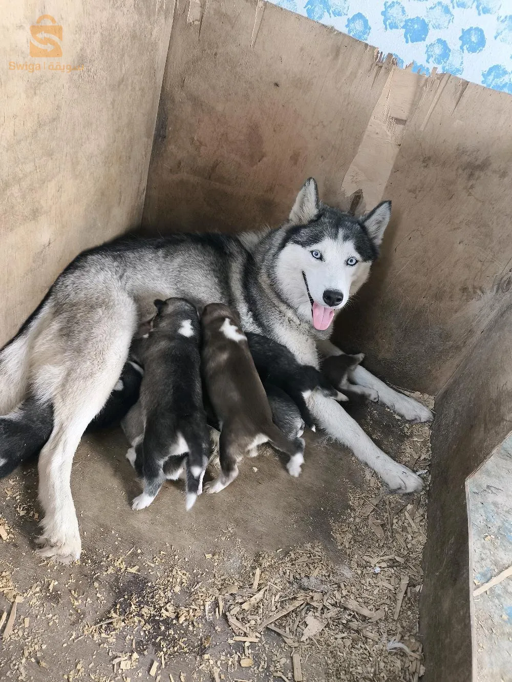 حي محمد بوضياف ولا هداج