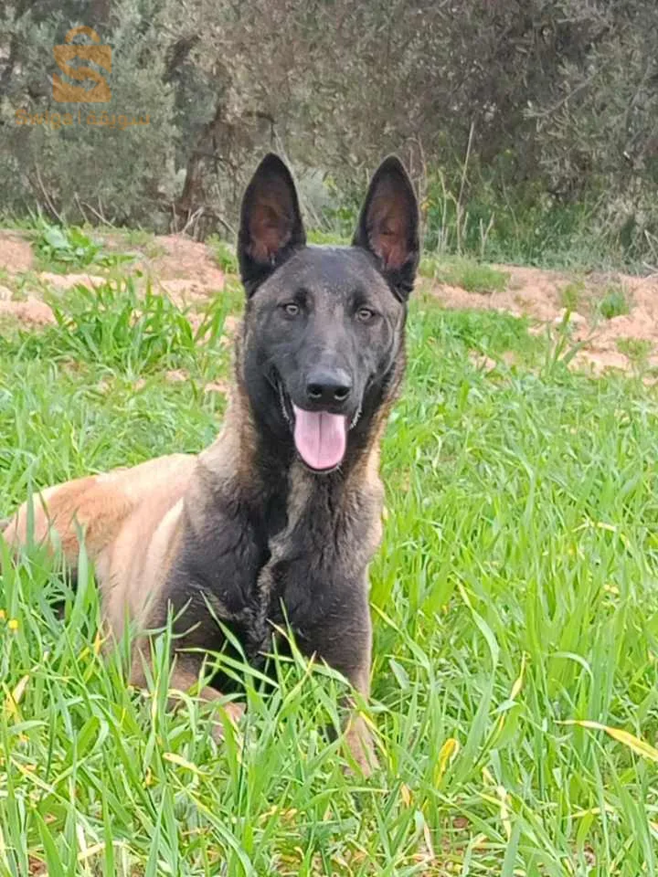 ااسلام عليكم راه كاينة ملينوا حرا كحل السبحة عندها 11شهر وب ڨاع لي فاكسا و قريب توجد لي انتيريسي ويساوم مليح يعيطلي 0664674162