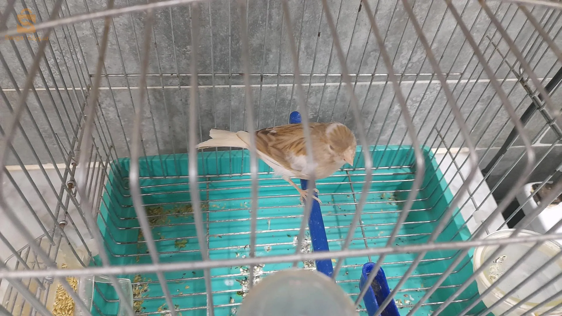 كناري مال واجد حبة .عمر عام