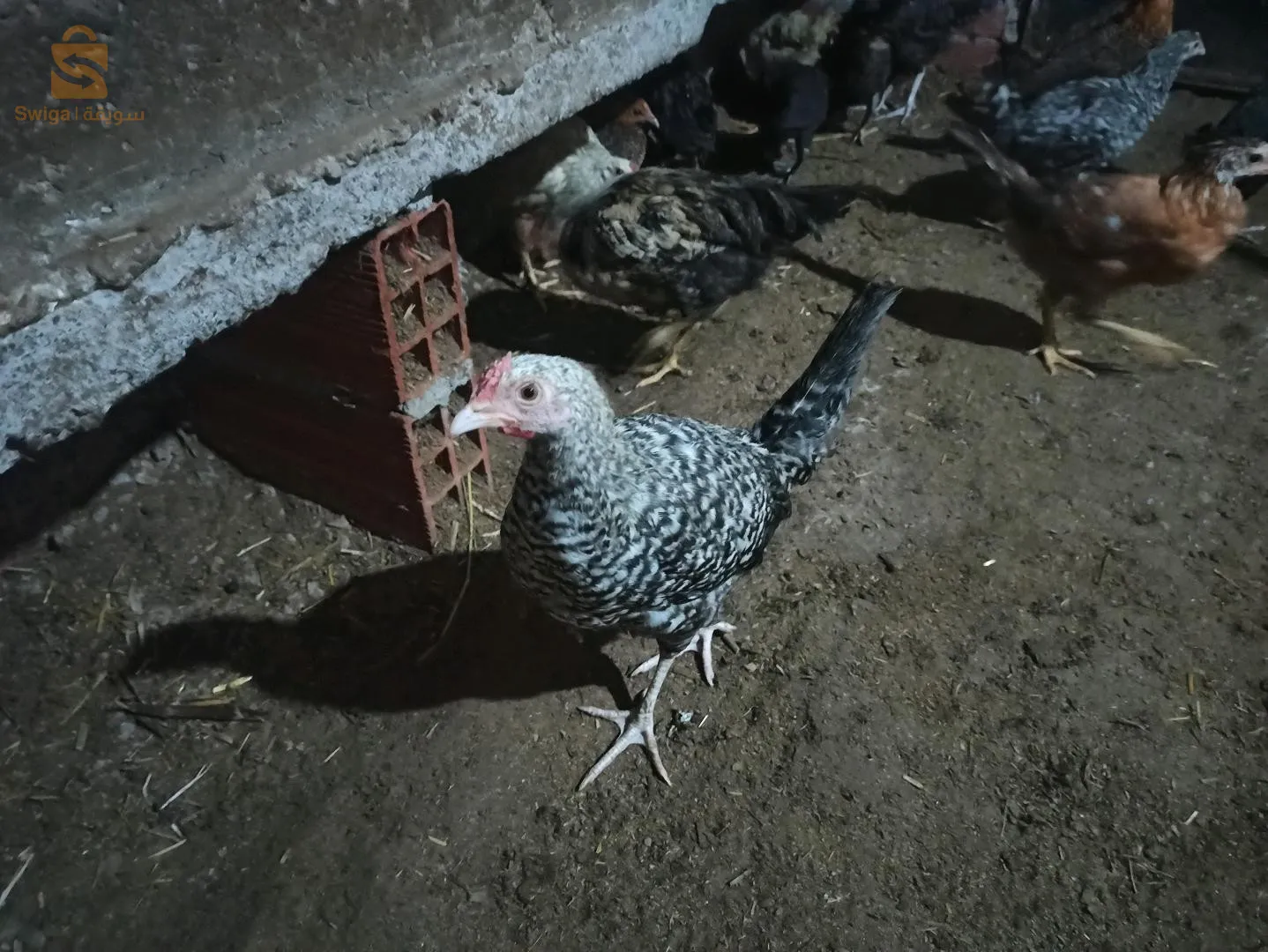 البليدة بني مراد