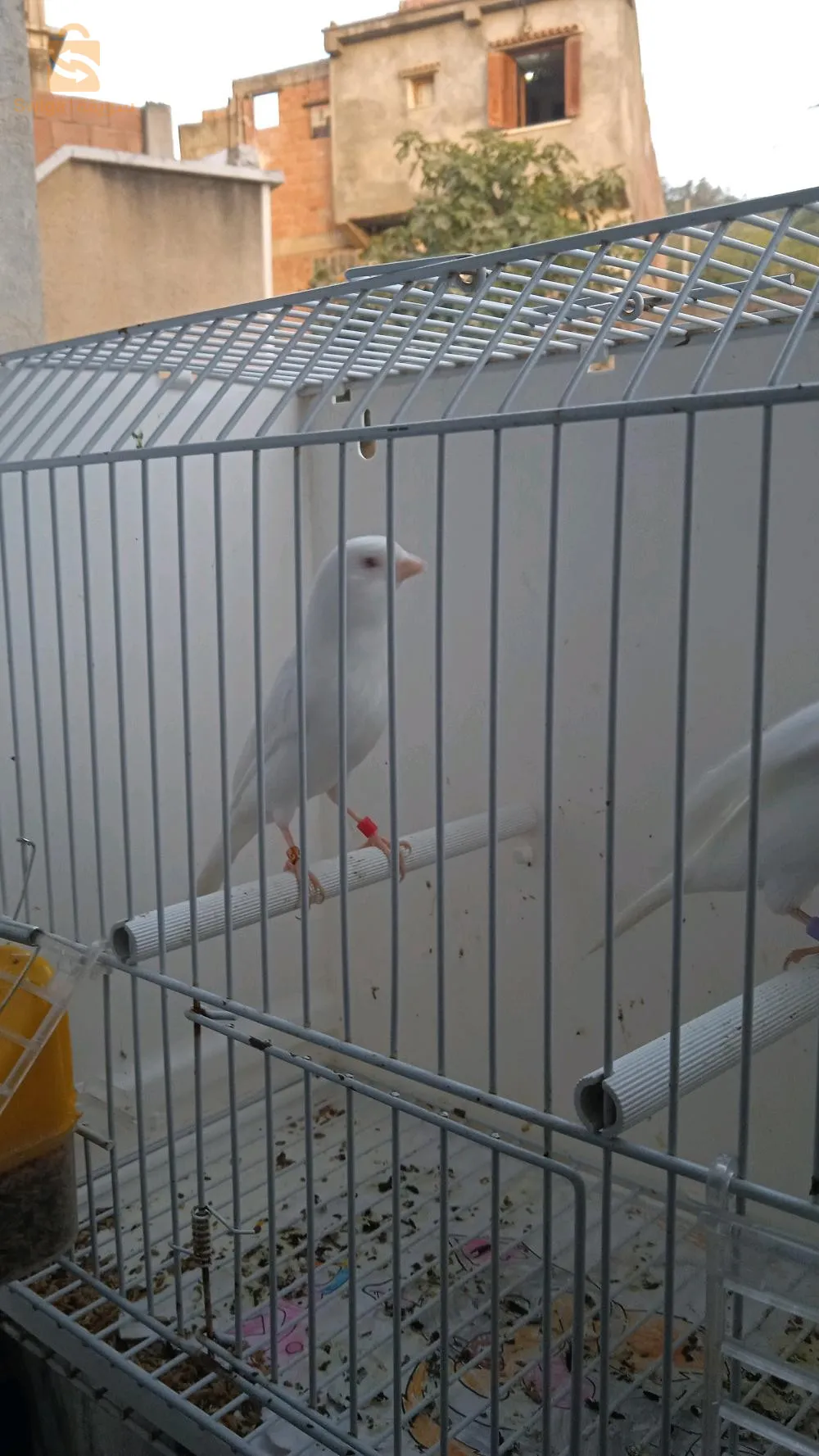 كناري البينو