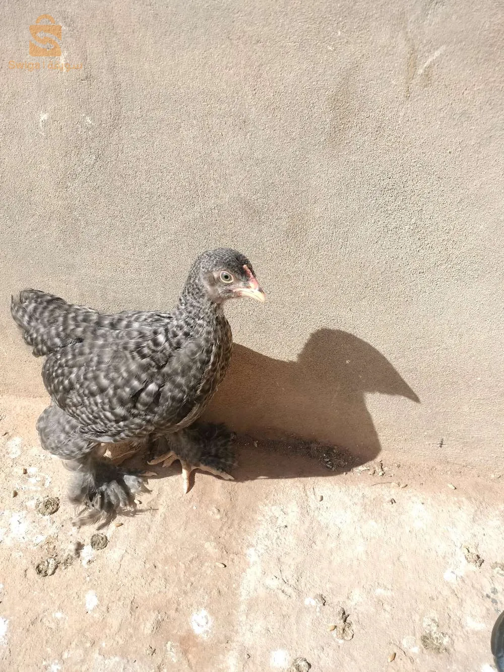 دجاج براهما حر دجاجتان و ديك