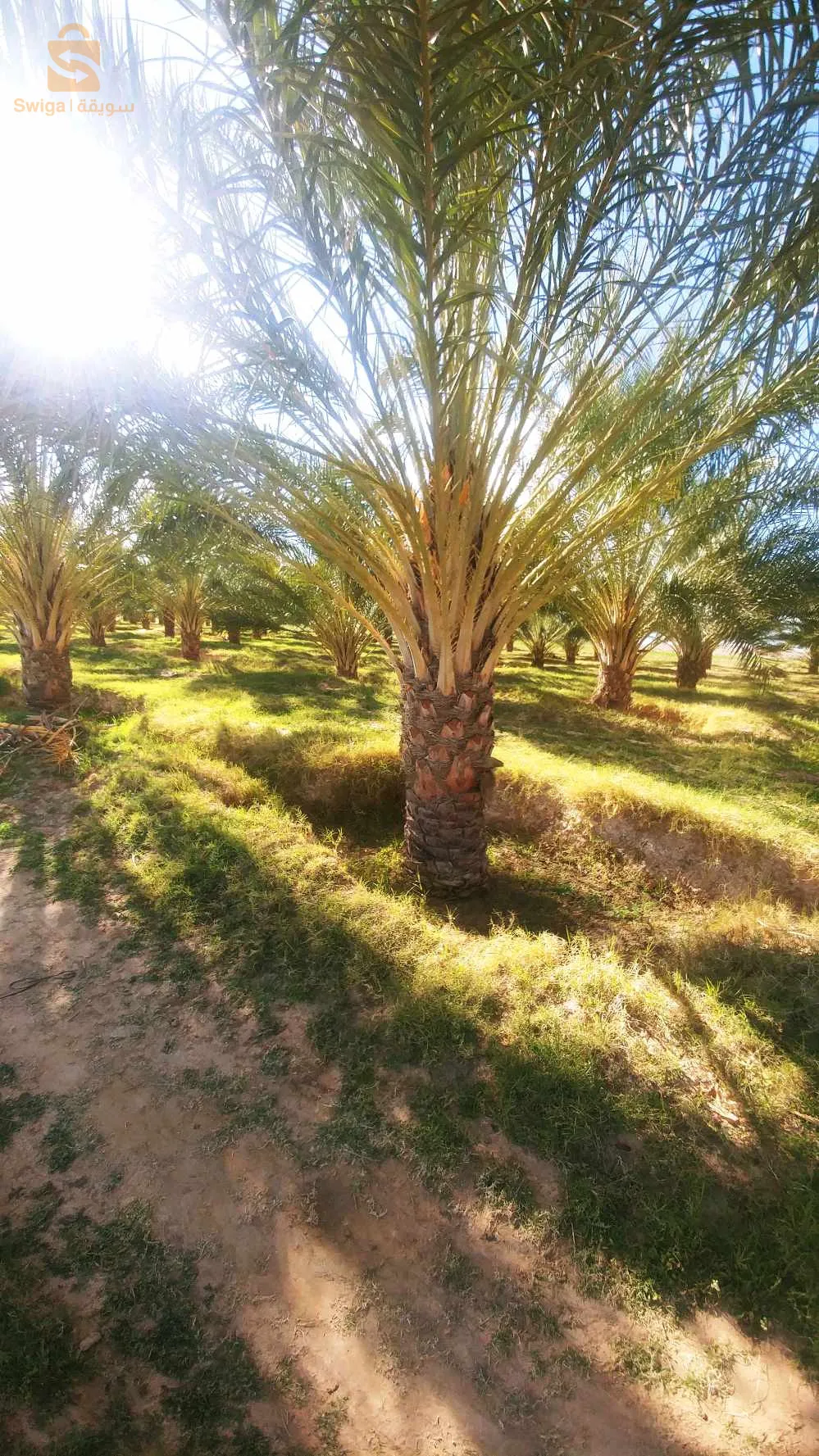 بلدية الدوسن ولاية أولاد جلال