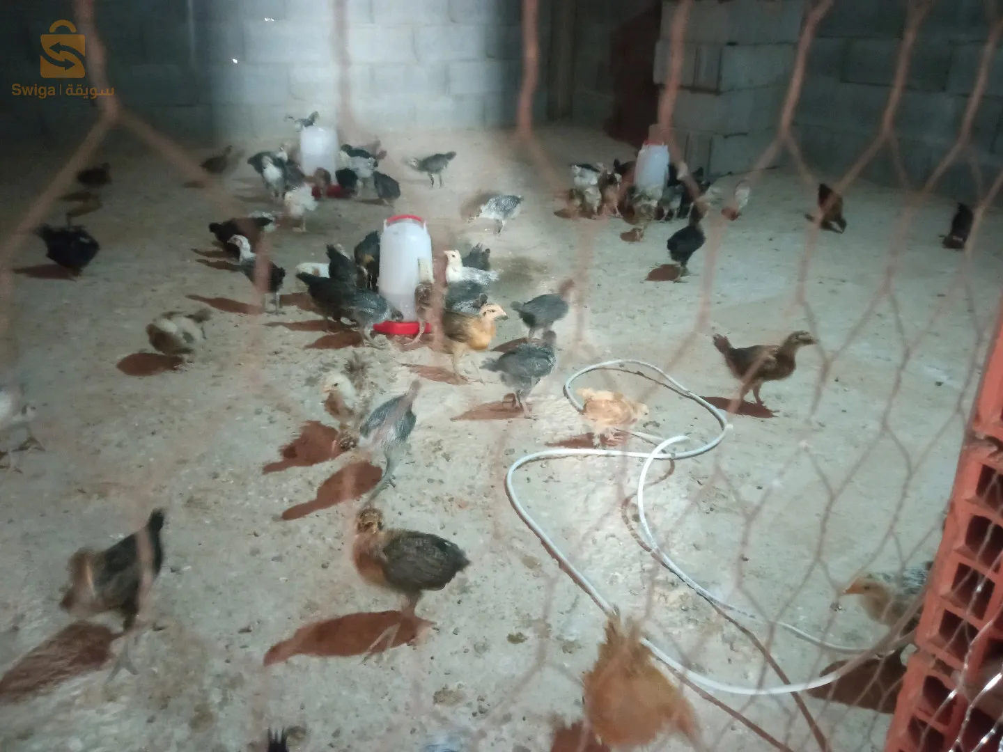بلدية متليلي الشعانبة  ولاية غرداية