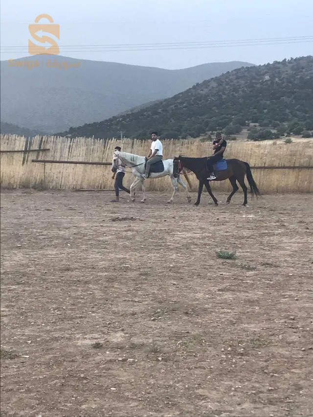 فليكون في علم كافه الملمين بما يتعلق بالفروسيه بجميع زوايا ان نادي الجوهره فاتح ابوابه للمنخرطين لكافه الاعمار والفئات ولكل ما يتعلق وله اهميه بالفروسيه نرحب بكافه الضيوف