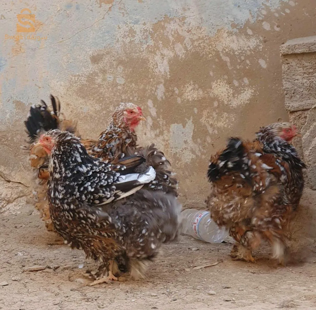 كواطرو ميل فلور