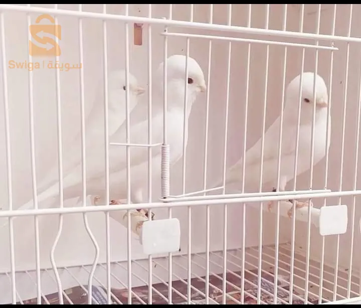 كناري البينو