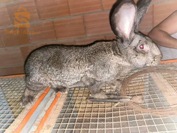 لارنب للبيع
